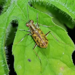 Cylindera suturalis