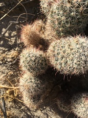 Mammillaria dioica
