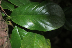Magnolia virolinensis