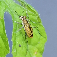 Cylindera suturalis