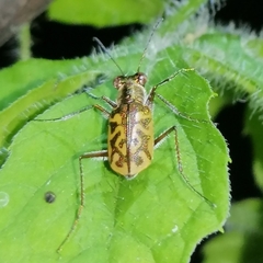 Cylindera suturalis