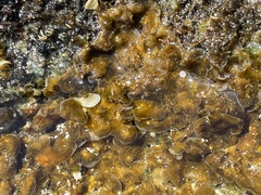 Lobophora variegata