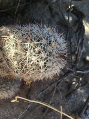 Mammillaria dioica