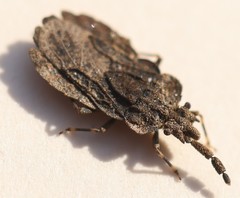 Aradus robustus