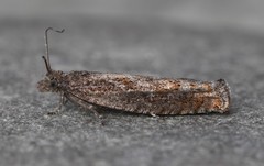 Pseudexentera mali