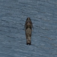 Pseudexentera spoliana