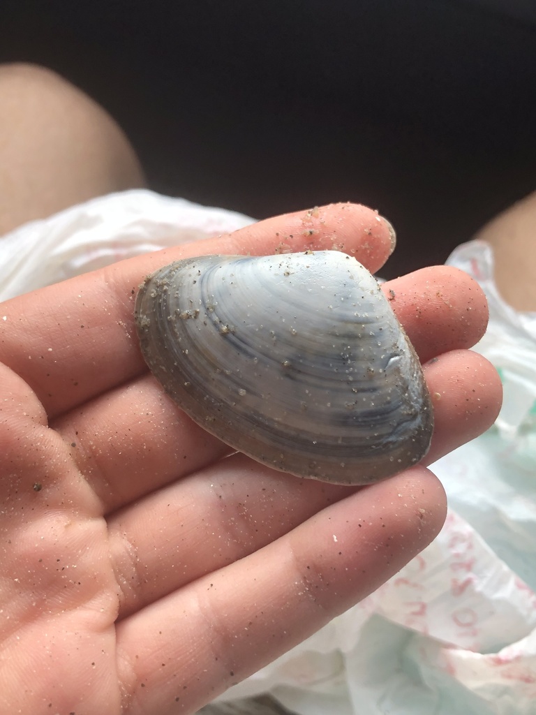 flat surfclam