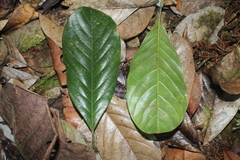 Magnolia virolinensis