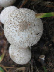 Lycoperdon perlatum image