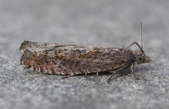 Pseudexentera mali