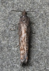 Pseudexentera mali