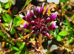 Trifolium variegatum