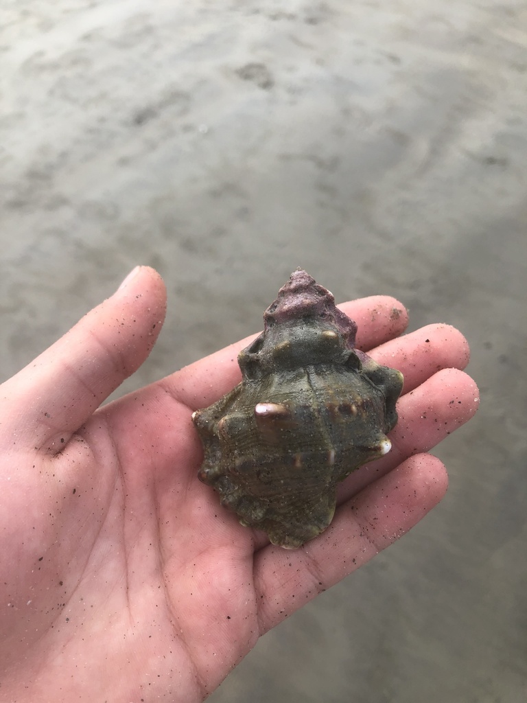 California frogsnail