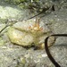 Horse Crab - Photo (c) Gonzalo Mucientes Sandoval, some rights reserved (CC BY-NC-SA), uploaded by Gonzalo Mucientes Sandoval