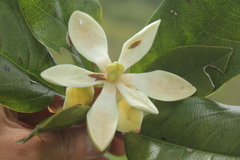 Magnolia virolinensis