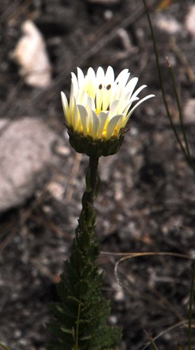 Image of Osmitopsis glabra by (c) Tony Rebelo, some rights reserved (CC BY-SA)