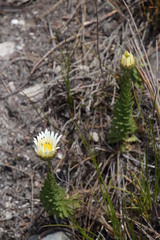 Osmitopsis glabra