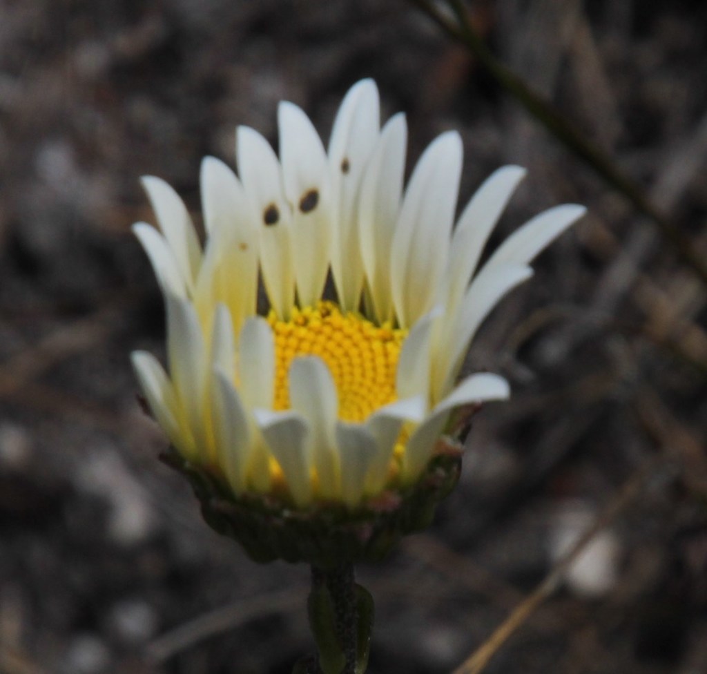 Smooth Swampdaisy