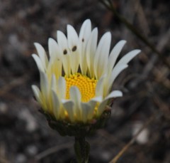 Osmitopsis glabra