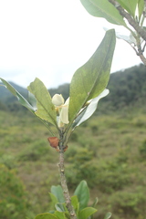 Magnolia virolinensis