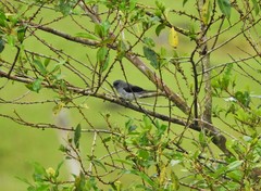 Tangara inornata inornata