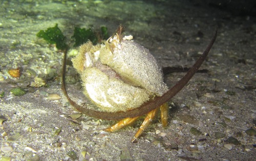 Horse Crab, photo 2 of 8