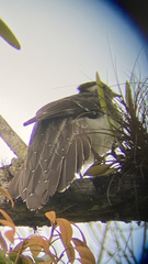 Dromococcyx phasianellus