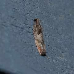 Pseudexentera spoliana