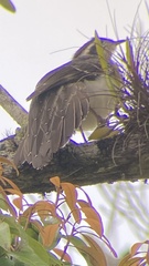 Dromococcyx phasianellus