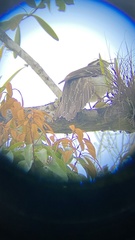 Dromococcyx phasianellus