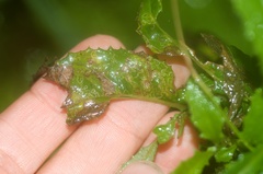 Stigmella ogygia