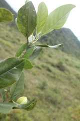 Magnolia virolinensis