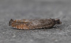 Pseudexentera mali