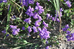 Glandularia venturii