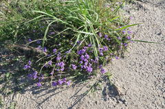Glandularia venturii