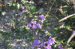 Glandularia venturii