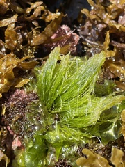 Chaetomorpha antennina