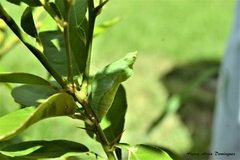 Papilio demoleus