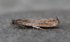Pseudexentera mali