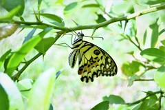 Papilio demoleus