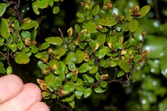 Nothofagus solandri