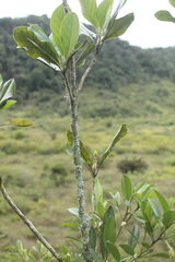 Magnolia virolinensis