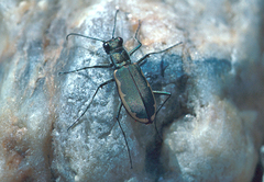 Cicindela marginipennis