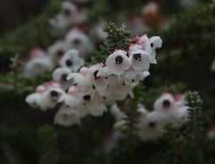 Erica corydalis