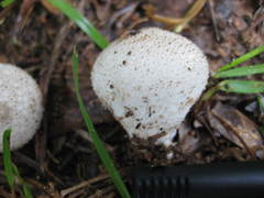 Lycoperdon perlatum image