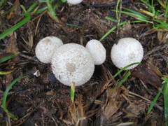 Lycoperdon perlatum image