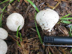Lycoperdon perlatum image