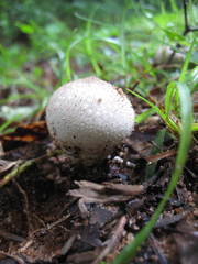 Lycoperdon perlatum image
