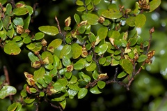 Nothofagus solandri