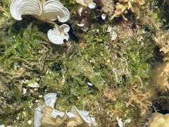 Microdictyon setchellianum